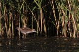 20110918_Klein waterhoen_Lepelaarsplassen_6
